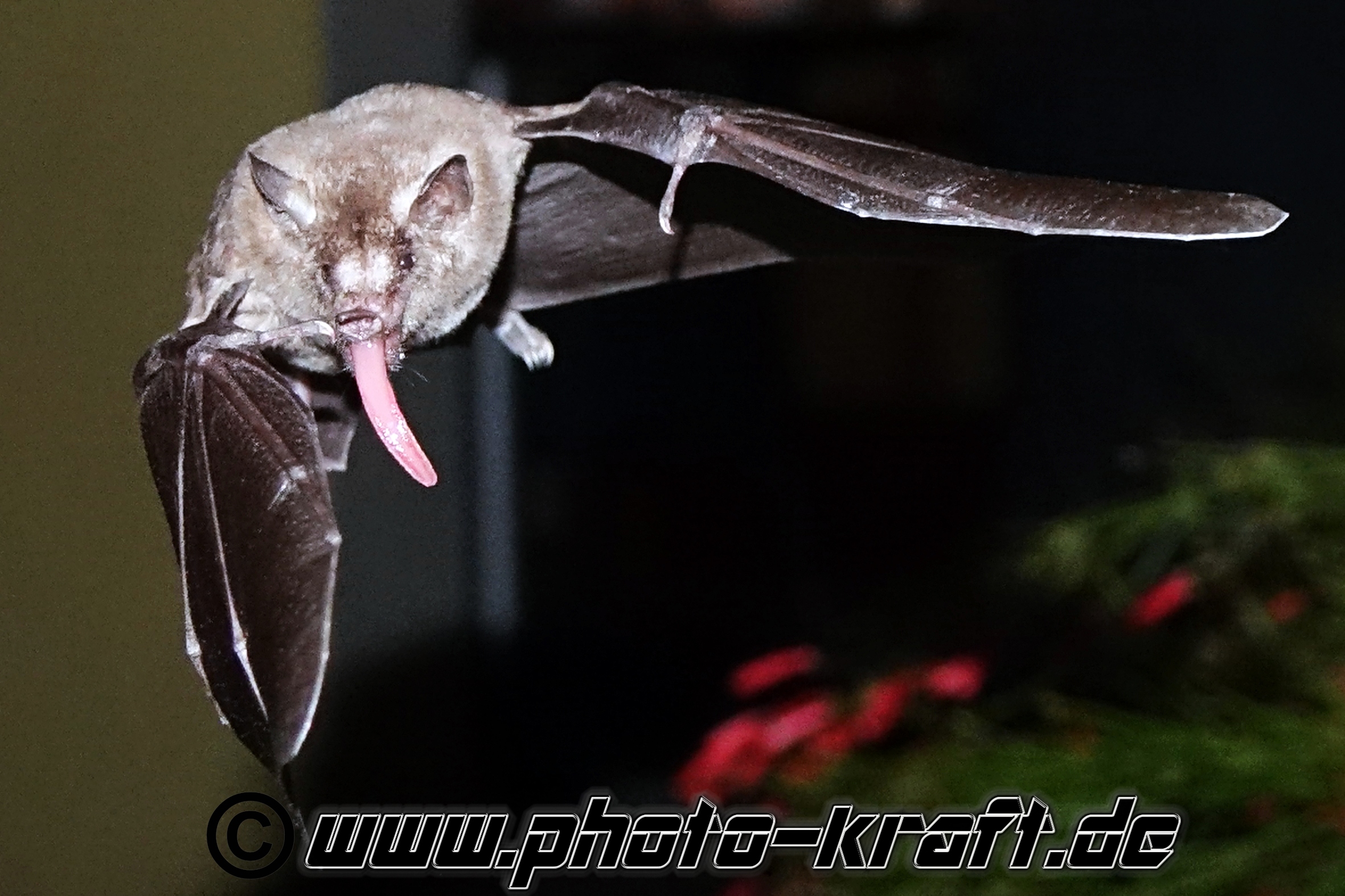 Fledermaus Bat