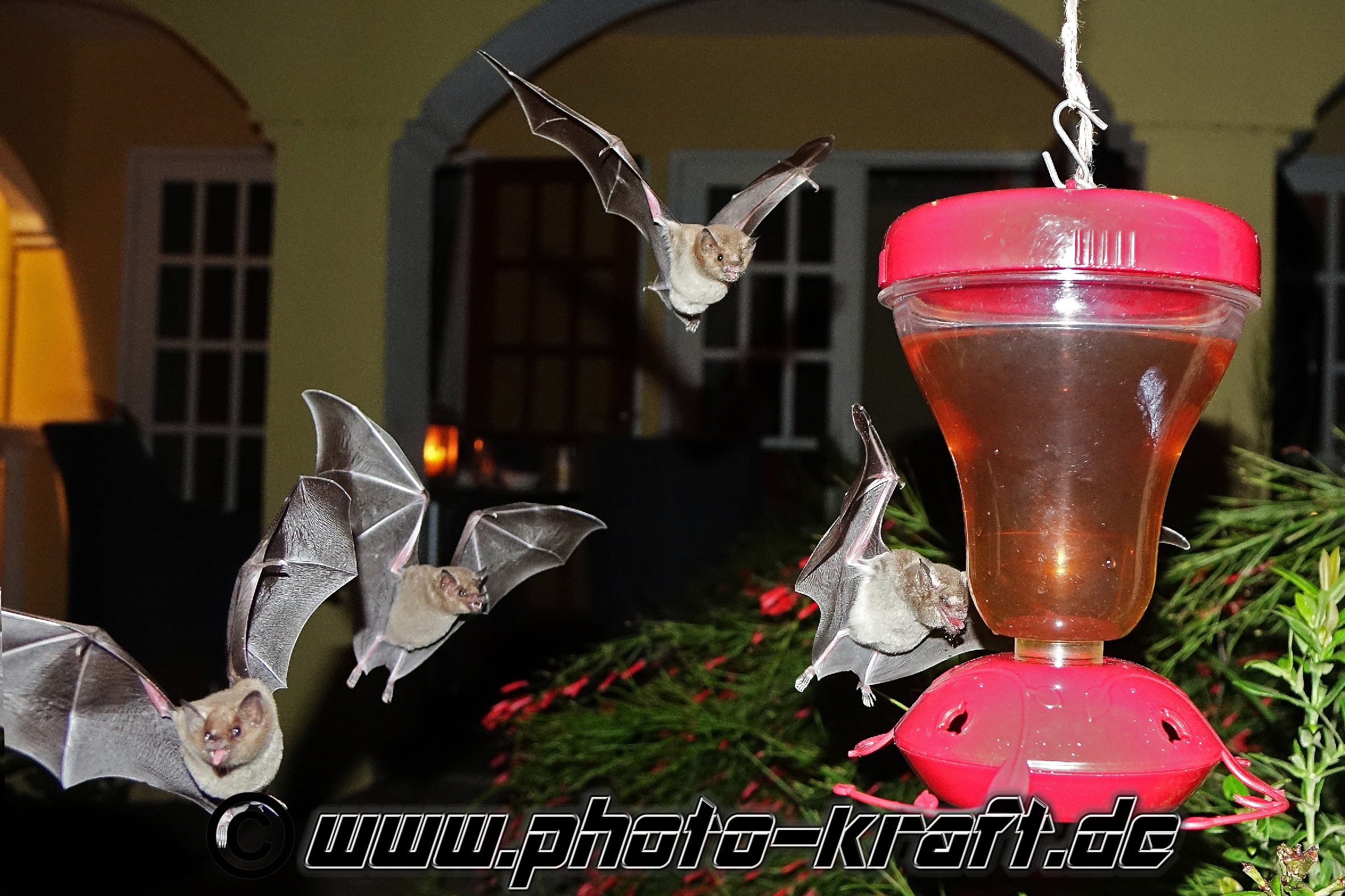 Fledermaus Bat