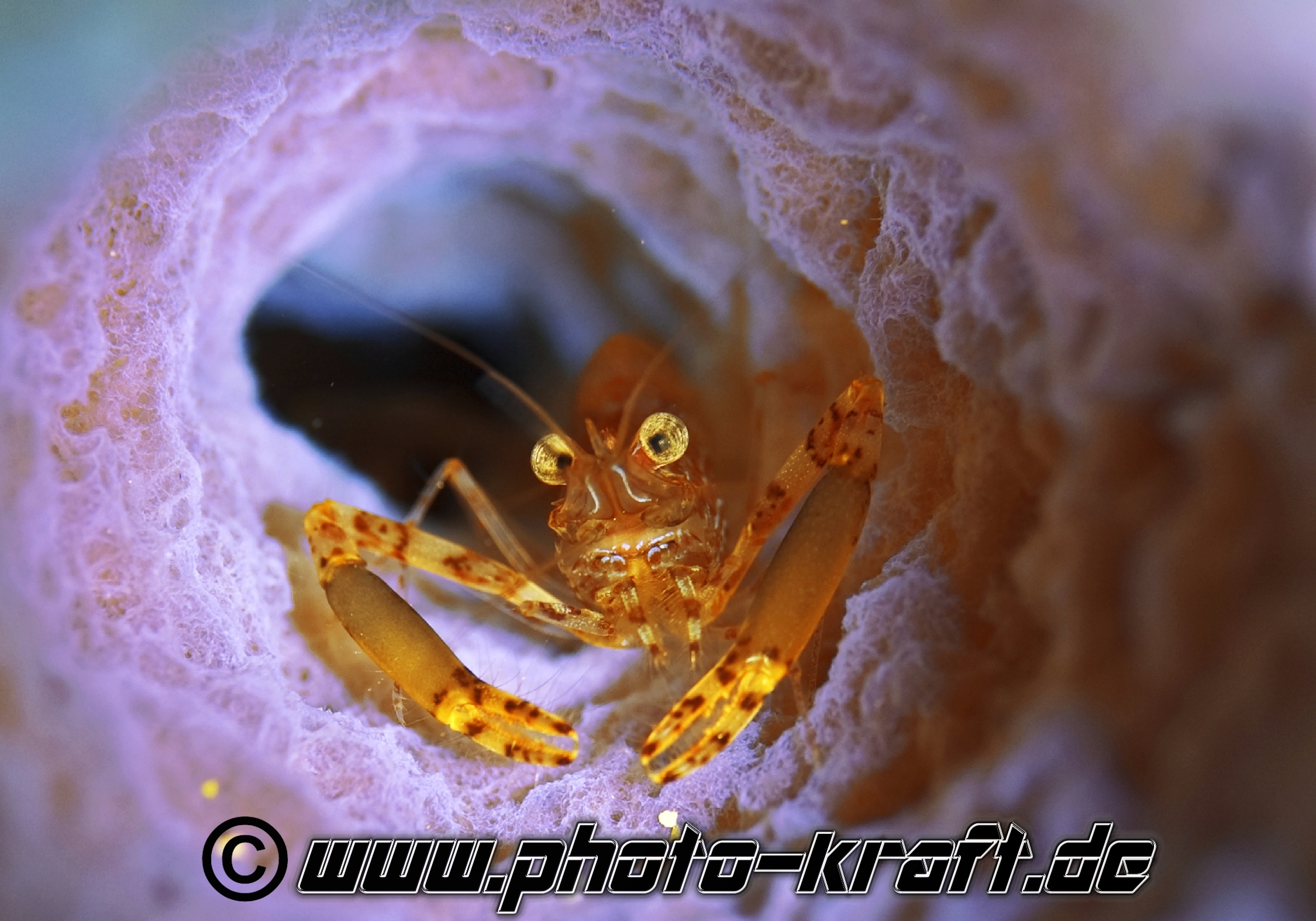 Shrimp in einem Schwamm