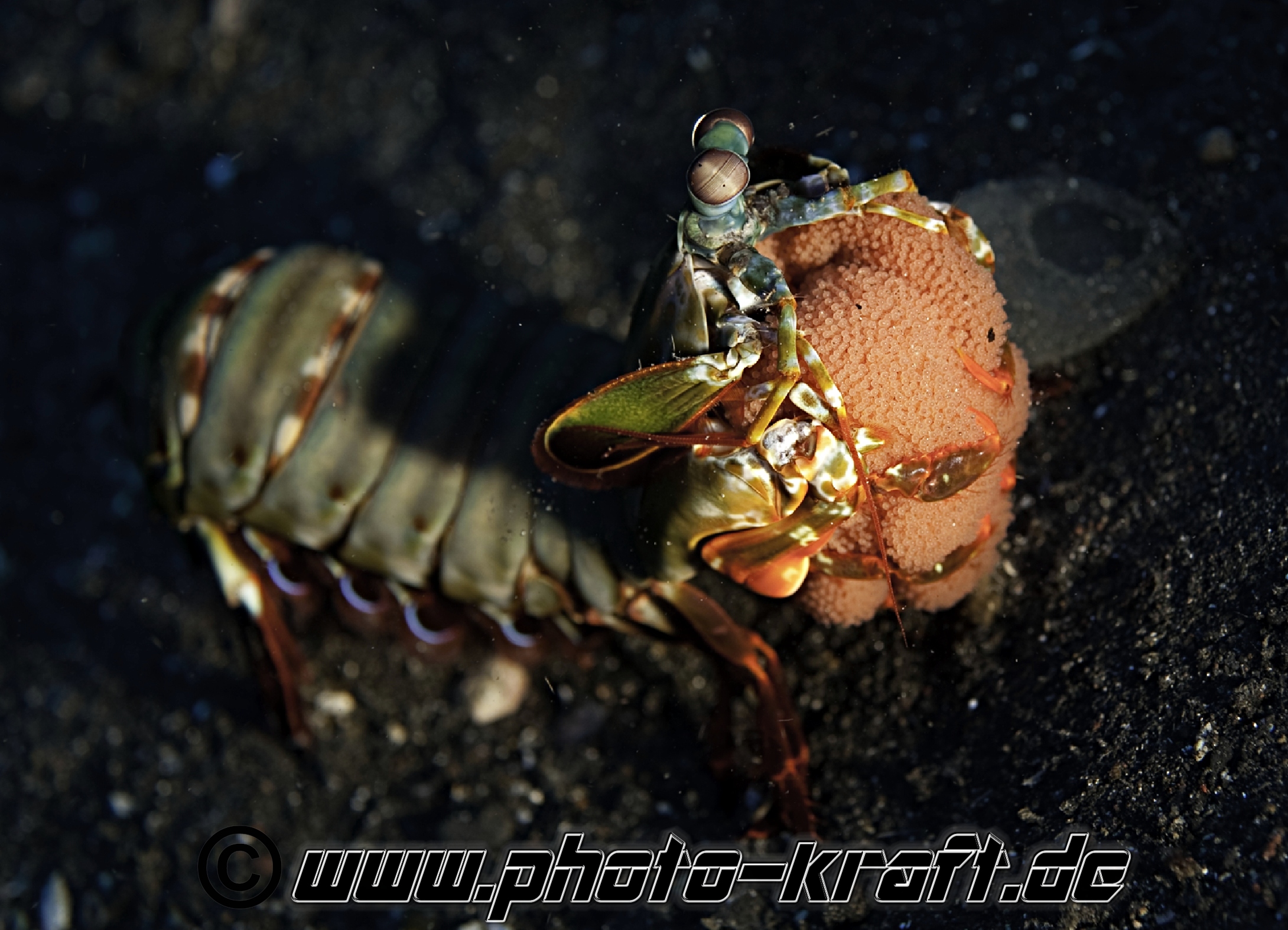 Mantisshrimp mit Eiern