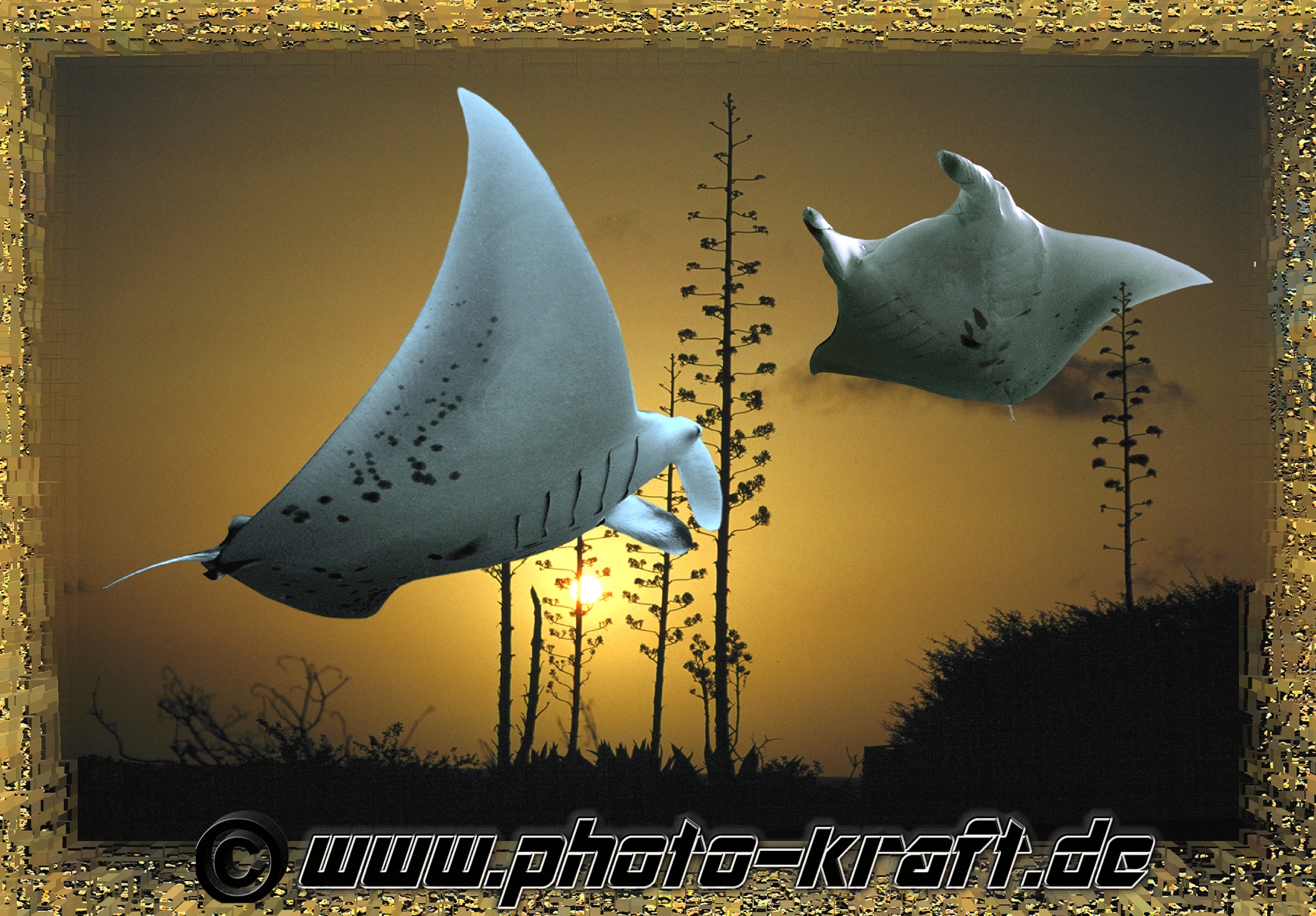 Mantarochen und Agaven