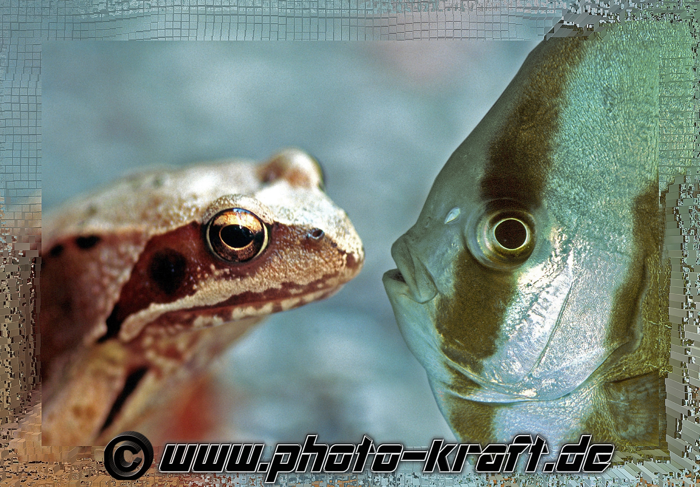 Frosch und Fledermausfisch