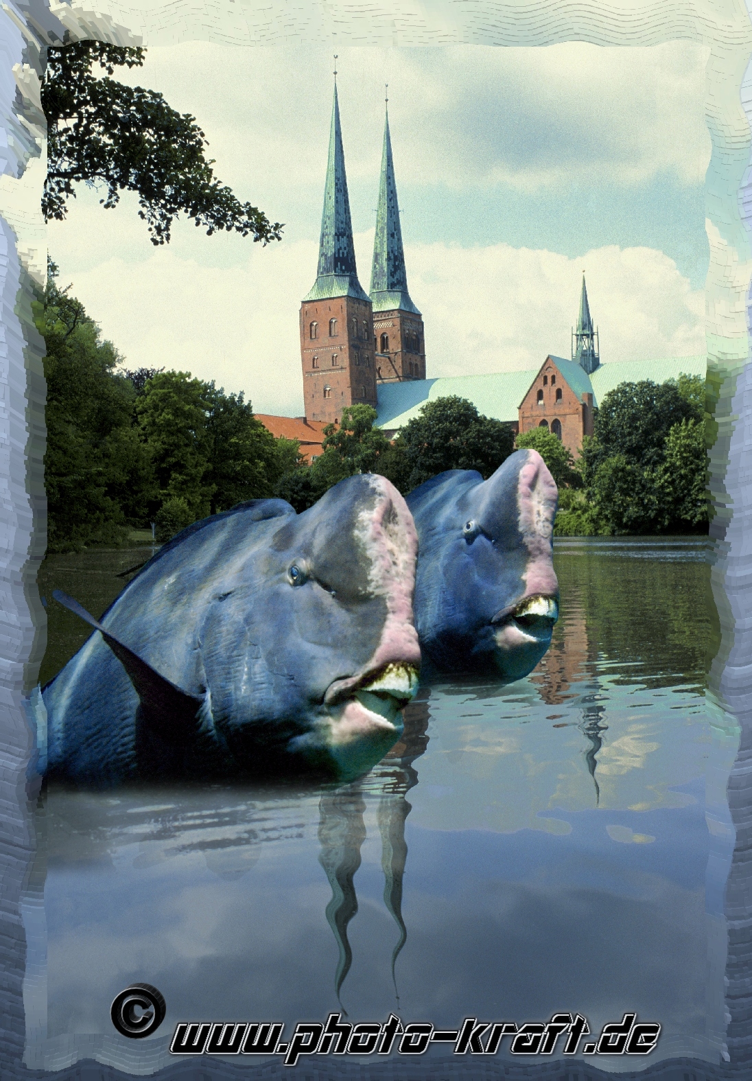 Büffelkopf-Papageifische im Mühlenteich von Lübeck