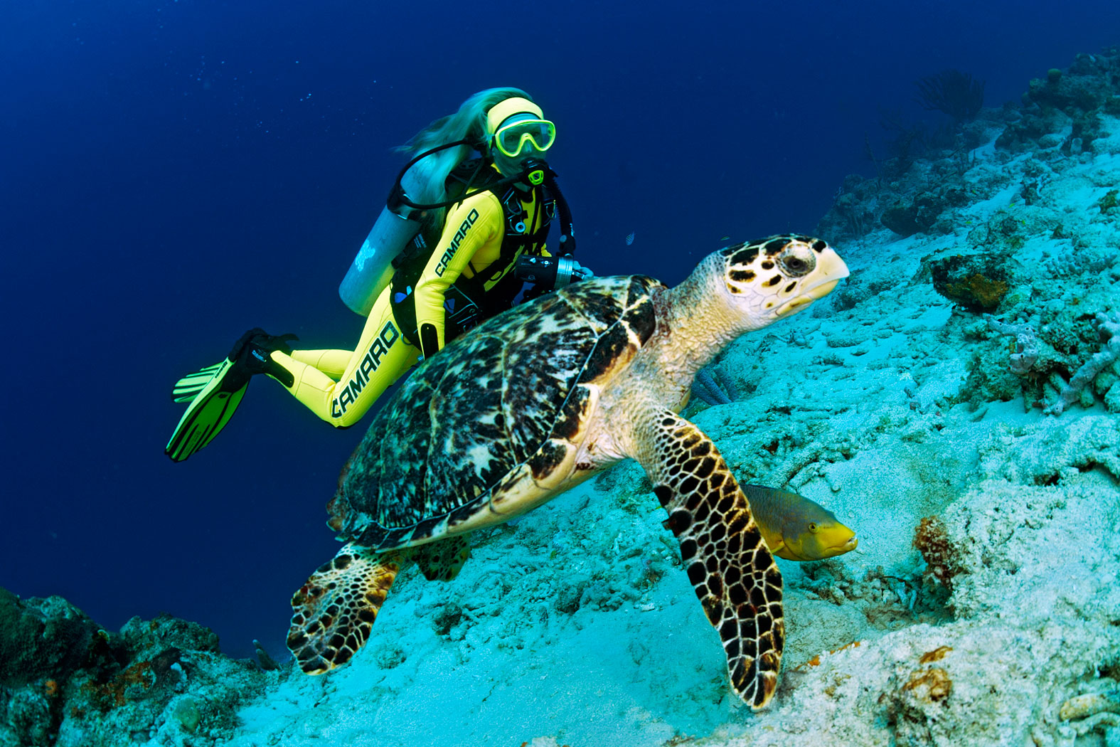 Taucher begegnet einer Schildkröte